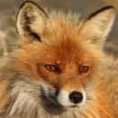 bluefox94