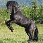 CaballoSalvaje_77