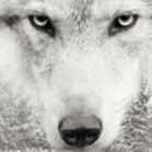 MR_Wolf1985