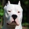 Dogo Argentino