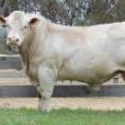 Charolais1983