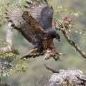 kairoz